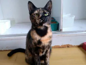 Gato raça SRD-ViraLata idade 2 anos nome Raquel 