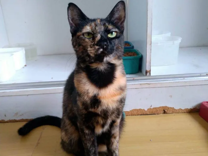 Gato ra a SRD-ViraLata idade 2 anos nome Raquel 