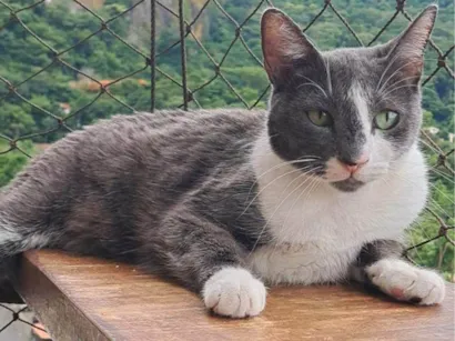 Gato raça SRD-ViraLata idade 2 anos nome Sophie