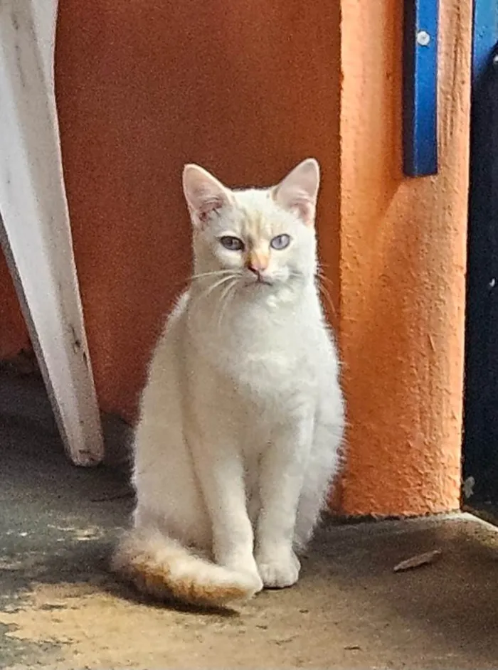 Gato ra a SRD-ViraLata idade 7 a 11 meses nome Gohan 