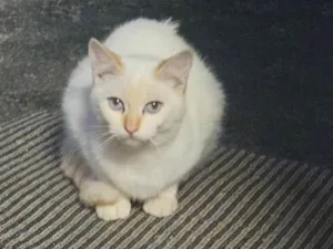 Gato raça SRD-ViraLata idade 7 a 11 meses nome Gohan 