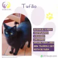 Tufão 
