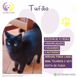 Gato raça SRD-ViraLata idade 2 a 6 meses nome Tufão 