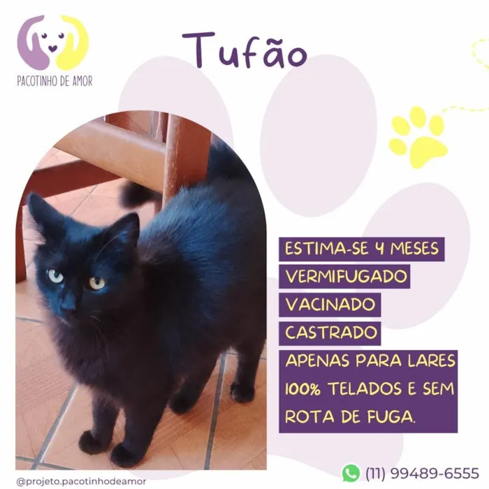 Gato ra a SRD-ViraLata idade 2 a 6 meses nome Tufão