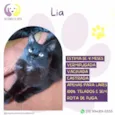 Lia