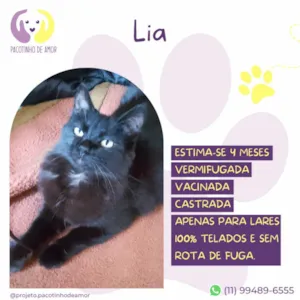 Gato raça SRD-ViraLata idade 2 a 6 meses nome Lia