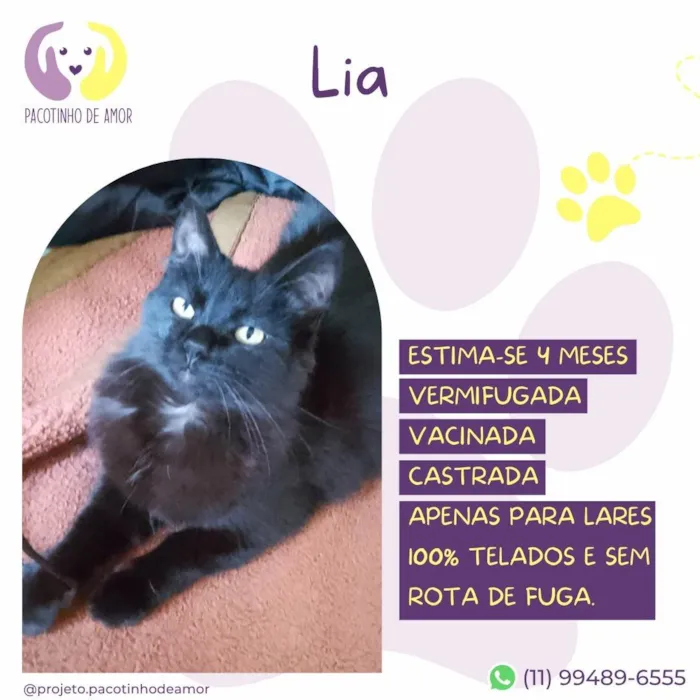 Gato ra a SRD-ViraLata idade 2 a 6 meses nome Lia