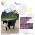 Felix