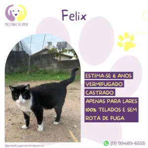Gato raça SRD-ViraLata idade 6 ou mais anos nome Felix