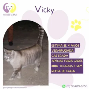 Gato raça SRD-ViraLata idade 4 anos nome Vicky