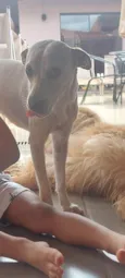Mel