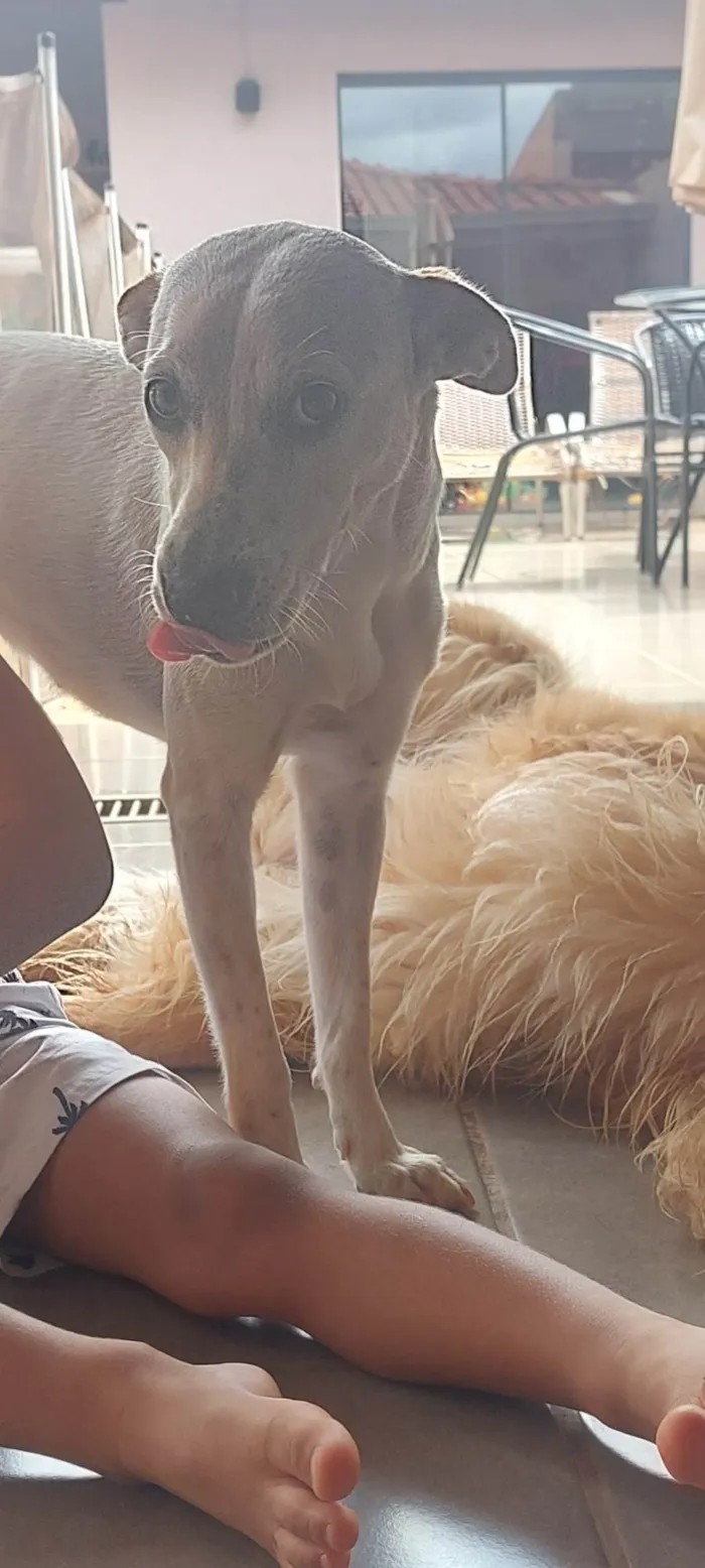 Cachorro ra a SRD-ViraLata idade 1 ano nome Mel