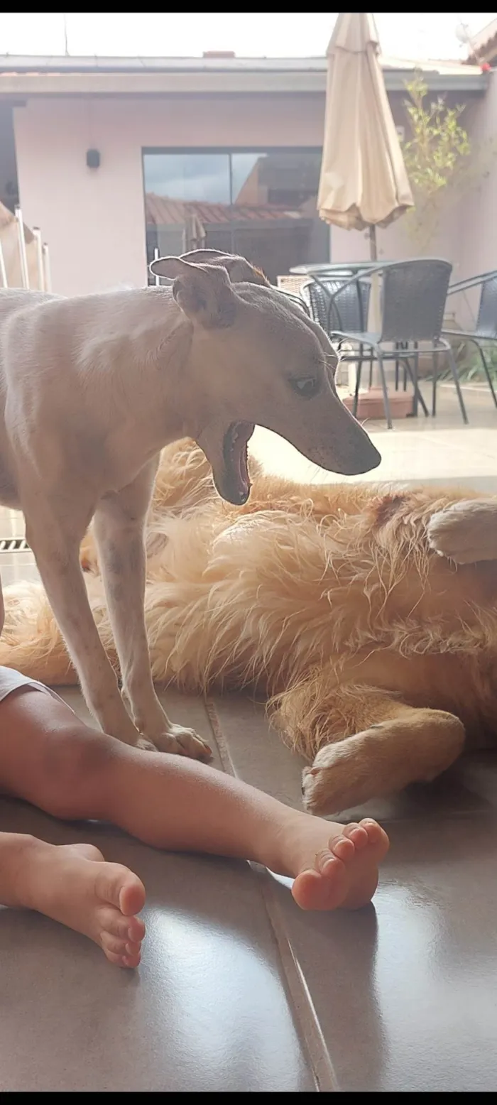 Cachorro ra a SRD-ViraLata idade 1 ano nome Mel