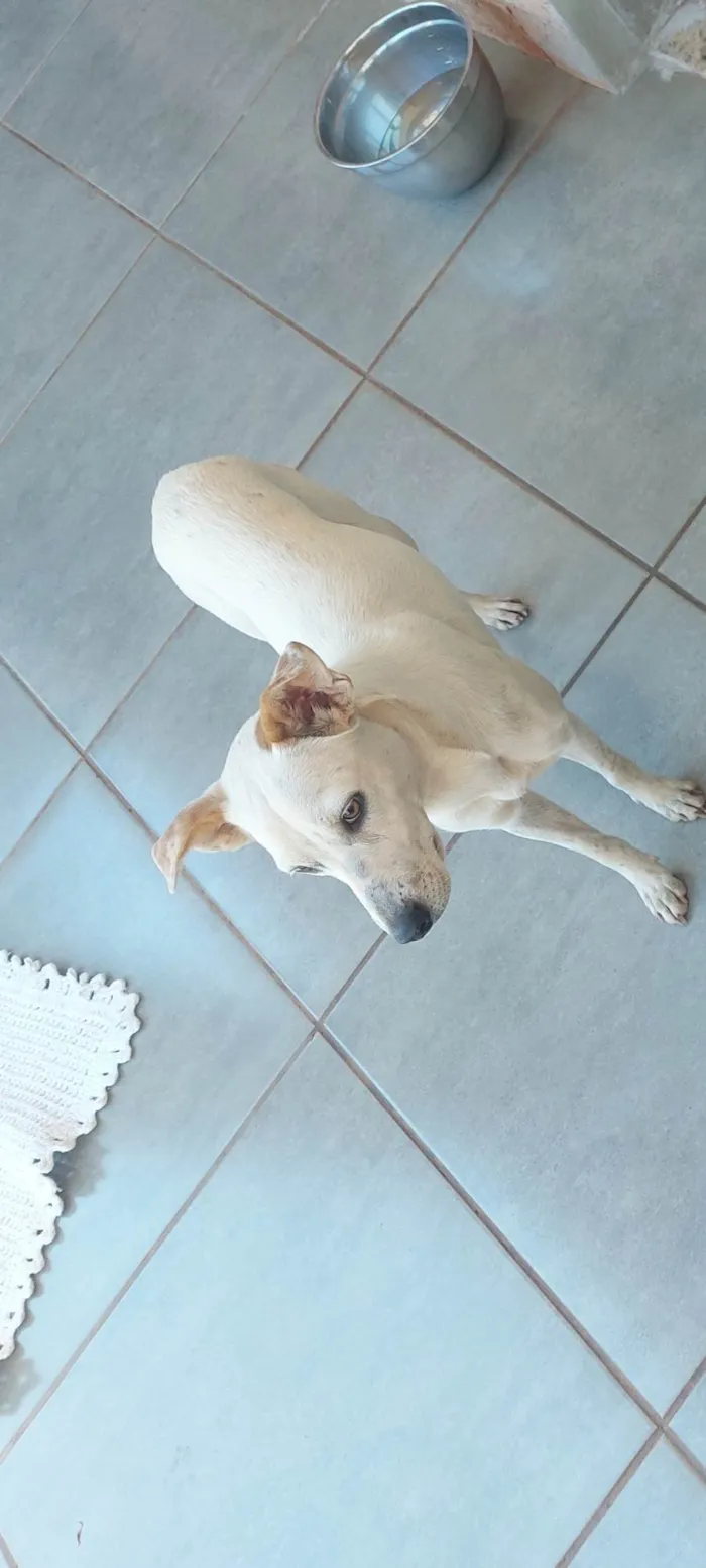 Cachorro ra a SRD-ViraLata idade 1 ano nome Mel