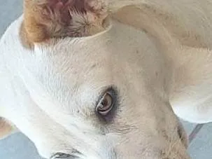 Cachorro raça SRD-ViraLata idade 1 ano nome Mel