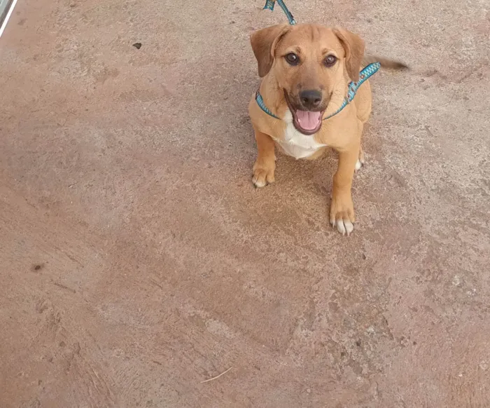 Cachorro ra a SRD-ViraLata idade 2 a 6 meses nome Dudu 