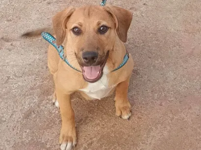 Cachorro raça SRD-ViraLata idade 2 a 6 meses nome Dudu 