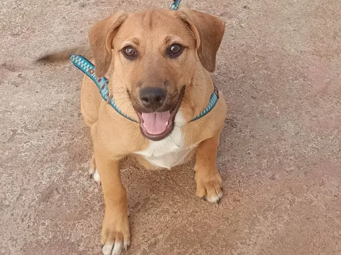 Cachorro ra a SRD-ViraLata idade 2 a 6 meses nome Dudu 