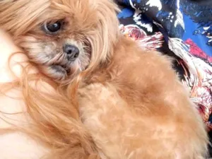 Cachorro raça Shitzu idade 6 ou mais anos nome Leona