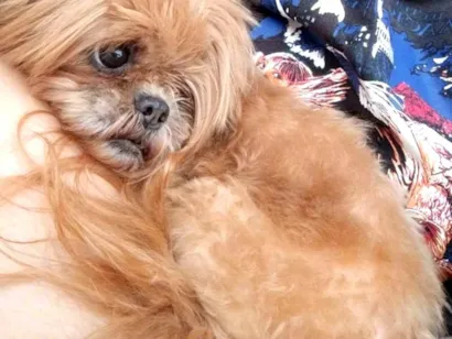 Cachorro raça Shitzu idade 6 ou mais anos nome Leona