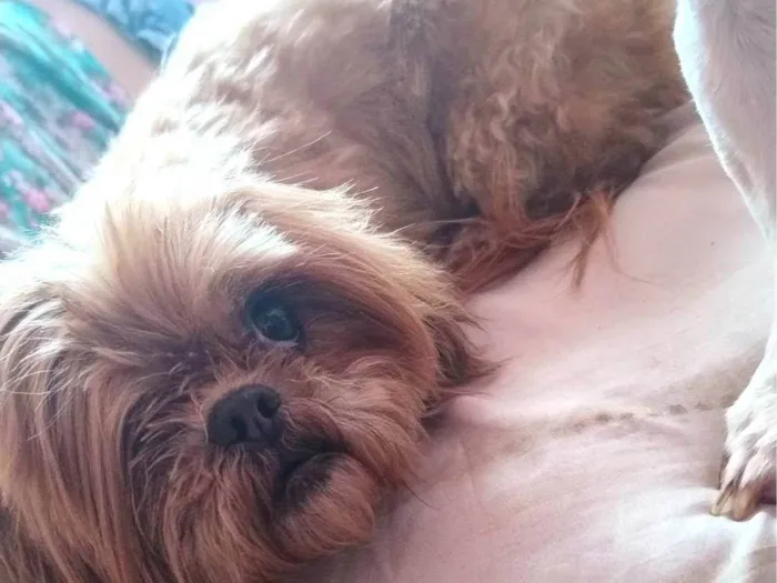 Cachorro ra a Shitzu idade 6 ou mais anos nome Leona