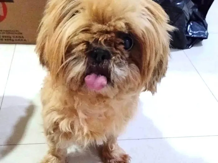 Cachorro ra a Shitzu idade 6 ou mais anos nome Leona