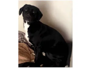 Cachorro raça SRD-ViraLata idade 3 anos nome Pretinho