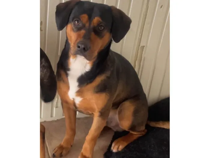 Cachorro ra a SRD-ViraLata idade 3 anos nome Pequeno