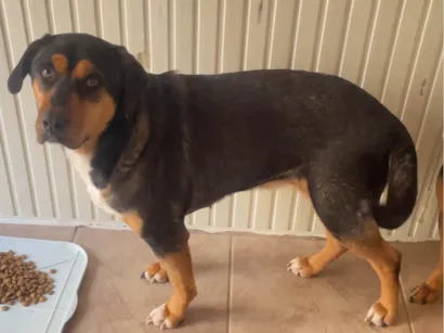 Cachorro raça SRD-ViraLata idade 3 anos nome Grandão 