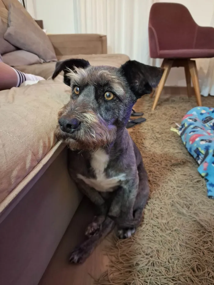 Cachorro ra a SRD-ViraLata idade 6 ou mais anos nome NIKE