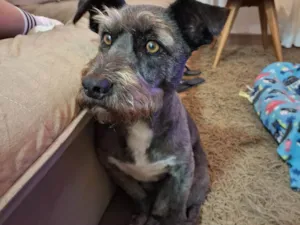 Cachorro raça SRD-ViraLata idade 6 ou mais anos nome NIKE