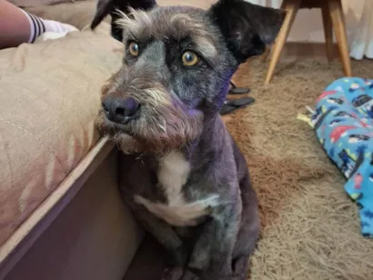 Cachorro raça SRD-ViraLata idade 6 ou mais anos nome NIKE