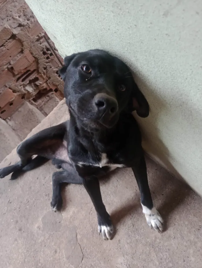 Cachorro ra a SRD-ViraLata idade 2 a 6 meses nome Bob