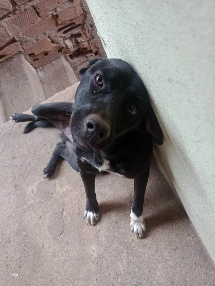 Cachorro ra a SRD-ViraLata idade 2 a 6 meses nome Bob
