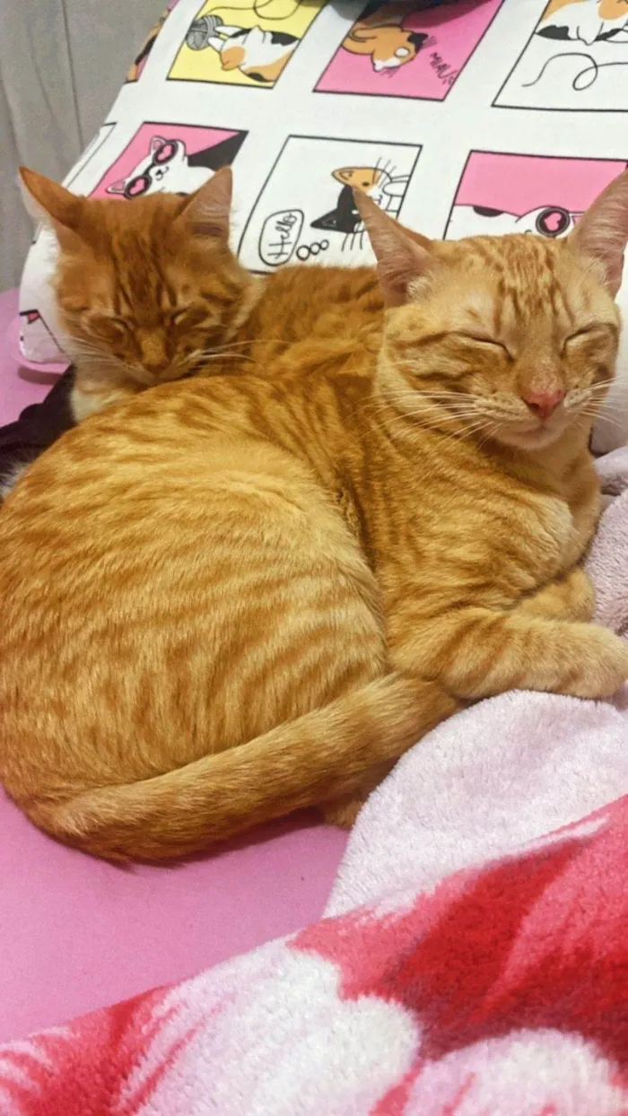 Gato ra a SRD-ViraLata idade 1 ano nome Romeu