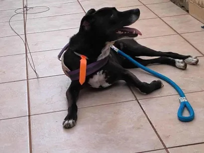 Cachorro raça SRD-ViraLata idade 4 anos nome Max
