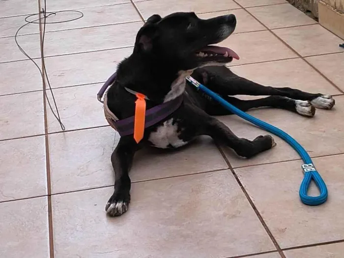 Cachorro ra a SRD-ViraLata idade 4 anos nome Max
