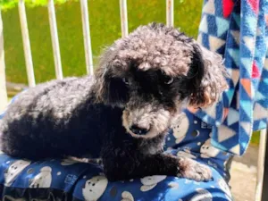 Cachorro raça Poodle idade 6 ou mais anos nome Pow