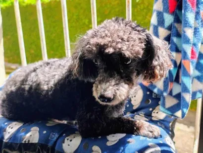 Cachorro raça Poodle idade 6 ou mais anos nome Pow