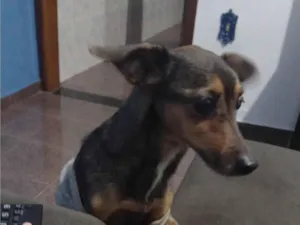 Cachorro raça SRD-ViraLata idade 6 ou mais anos nome Jubinha