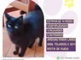 Tufão 