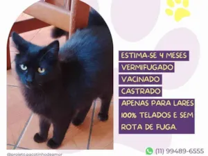 Gato raça SRD-ViraLata idade 2 a 6 meses nome Tufão 