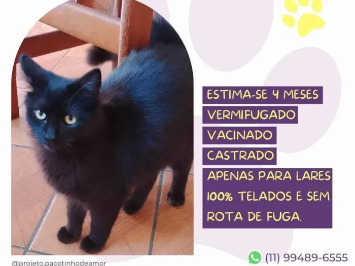 Gato ra a SRD-ViraLata idade 2 a 6 meses nome Tufão 