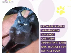 Gato raça SRD-ViraLata idade 2 a 6 meses nome Lia