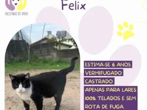 Gato raça SRD-ViraLata idade 6 ou mais anos nome Felix
