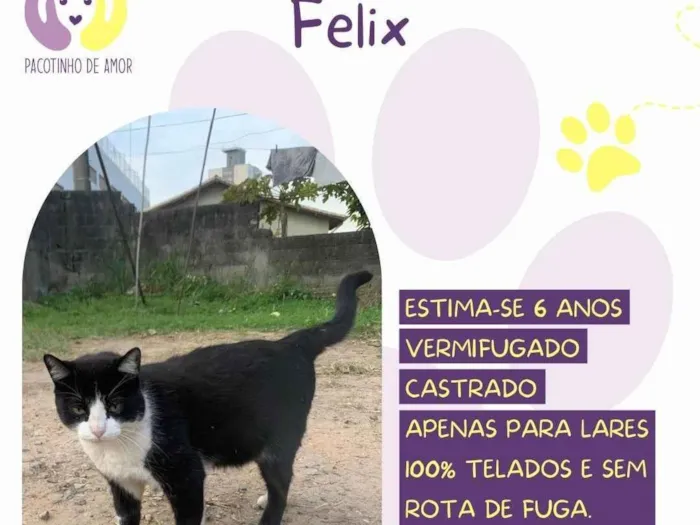 Gato ra a SRD-ViraLata idade 6 ou mais anos nome Felix
