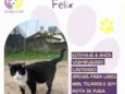 Felix