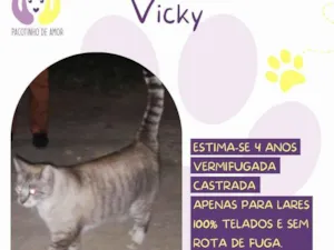 Gato raça SRD-ViraLata idade 4 anos nome Vicky