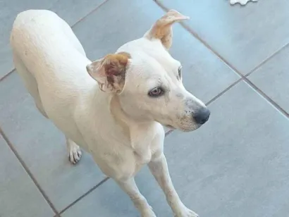 Cachorro raça SRD-ViraLata idade 1 ano nome Mel