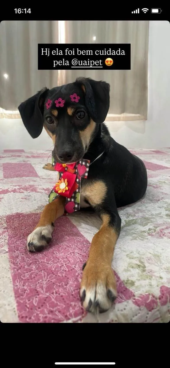 Cachorro ra a SRD-ViraLata idade 7 a 11 meses nome Fiona